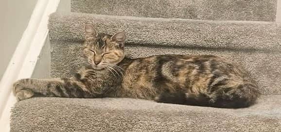 Molly - Domestic Shorthair available for adoption