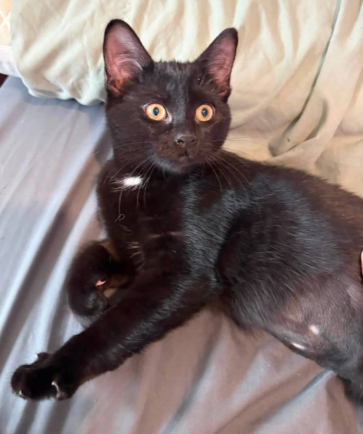 Domino - Domestic Shorthair available for adoption