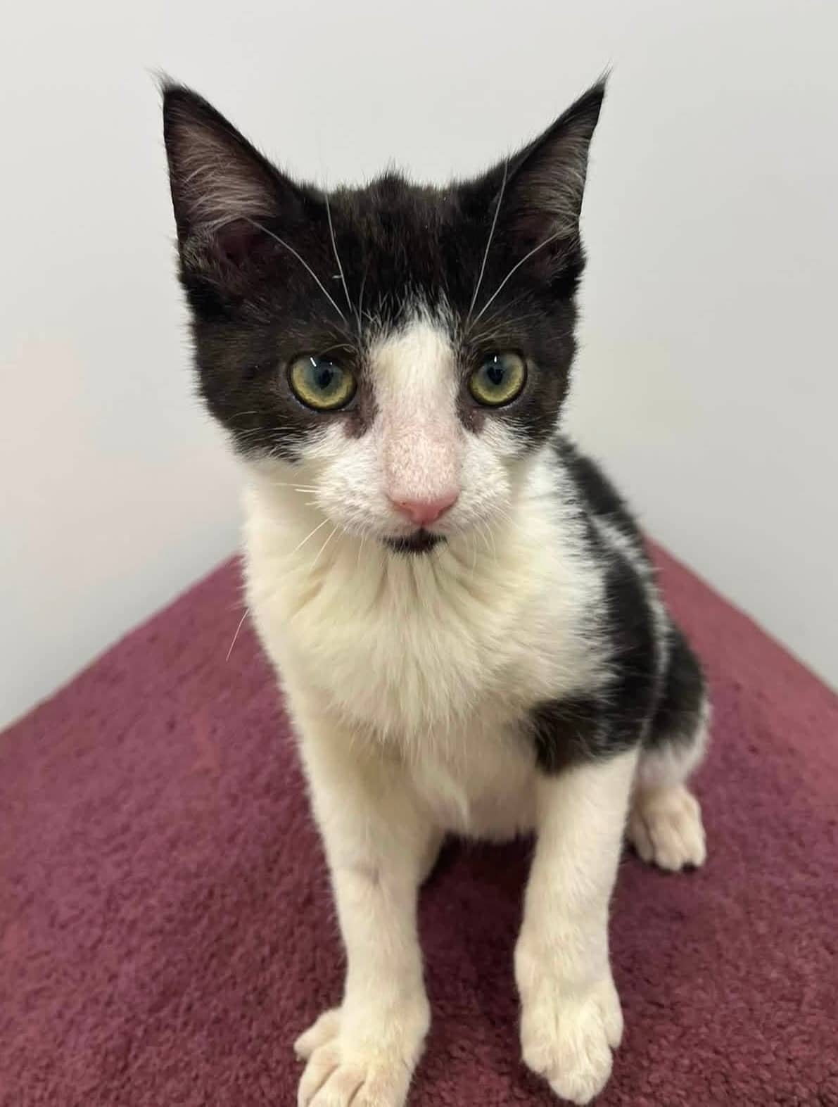 Maybelle - Domestic Shorthair cat available for adoption in Ontario