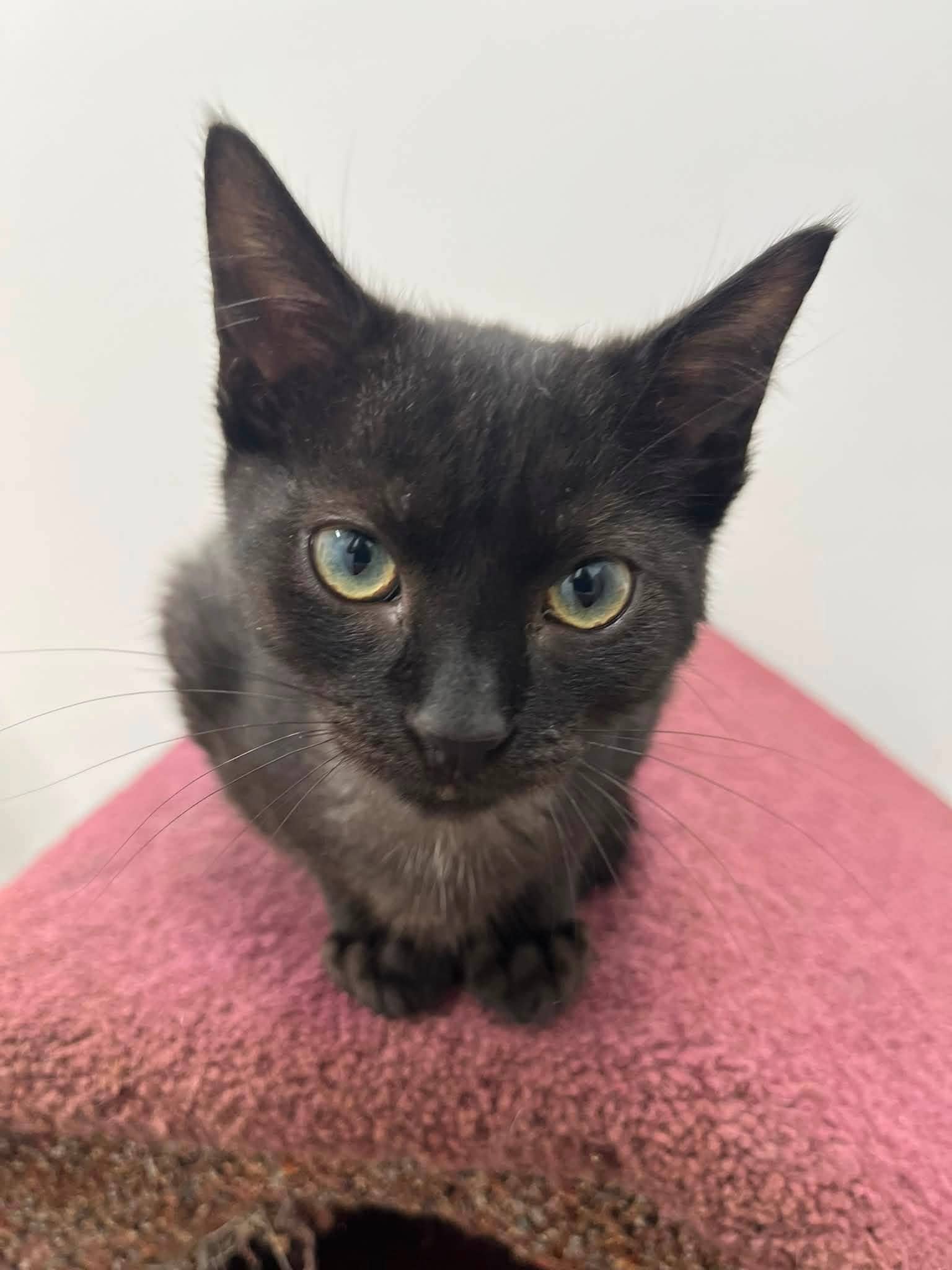 Joplin - Domestic Shorthair cat available for adoption at Biscuits and Purrs Cat Rescue in Ottawa