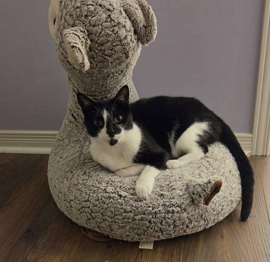 Oreo - Domestic Shorthair cat available for adoption at Biscuits and Purrs Cat Rescue in Ottawa