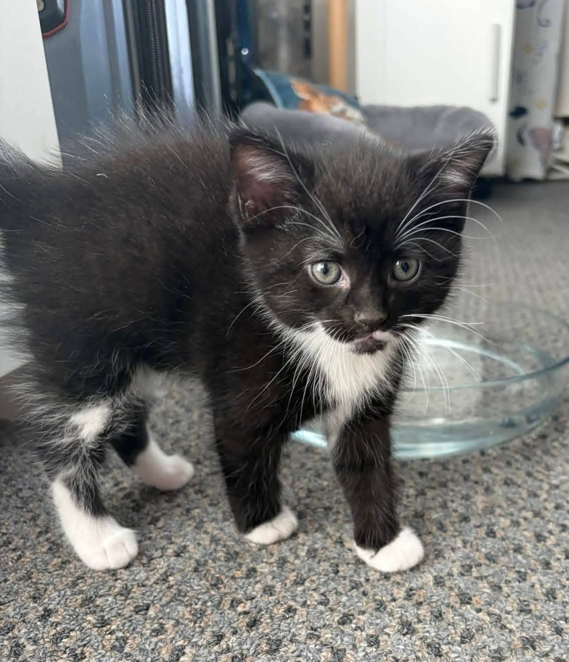 Surrey - Domestic Shorthair cat available for adoption at Biscuits and Purrs Cat Rescue in Ottawa