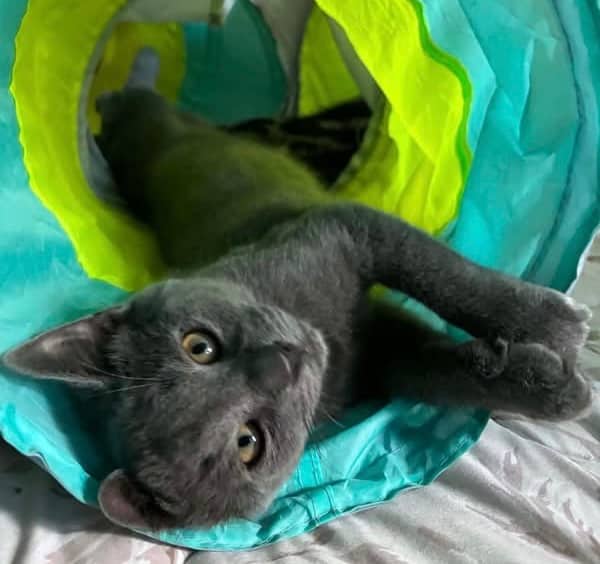 Silvio - Domestic Shorthair cat available for adoption at Biscuits and Purrs Cat Rescue in Ottawa