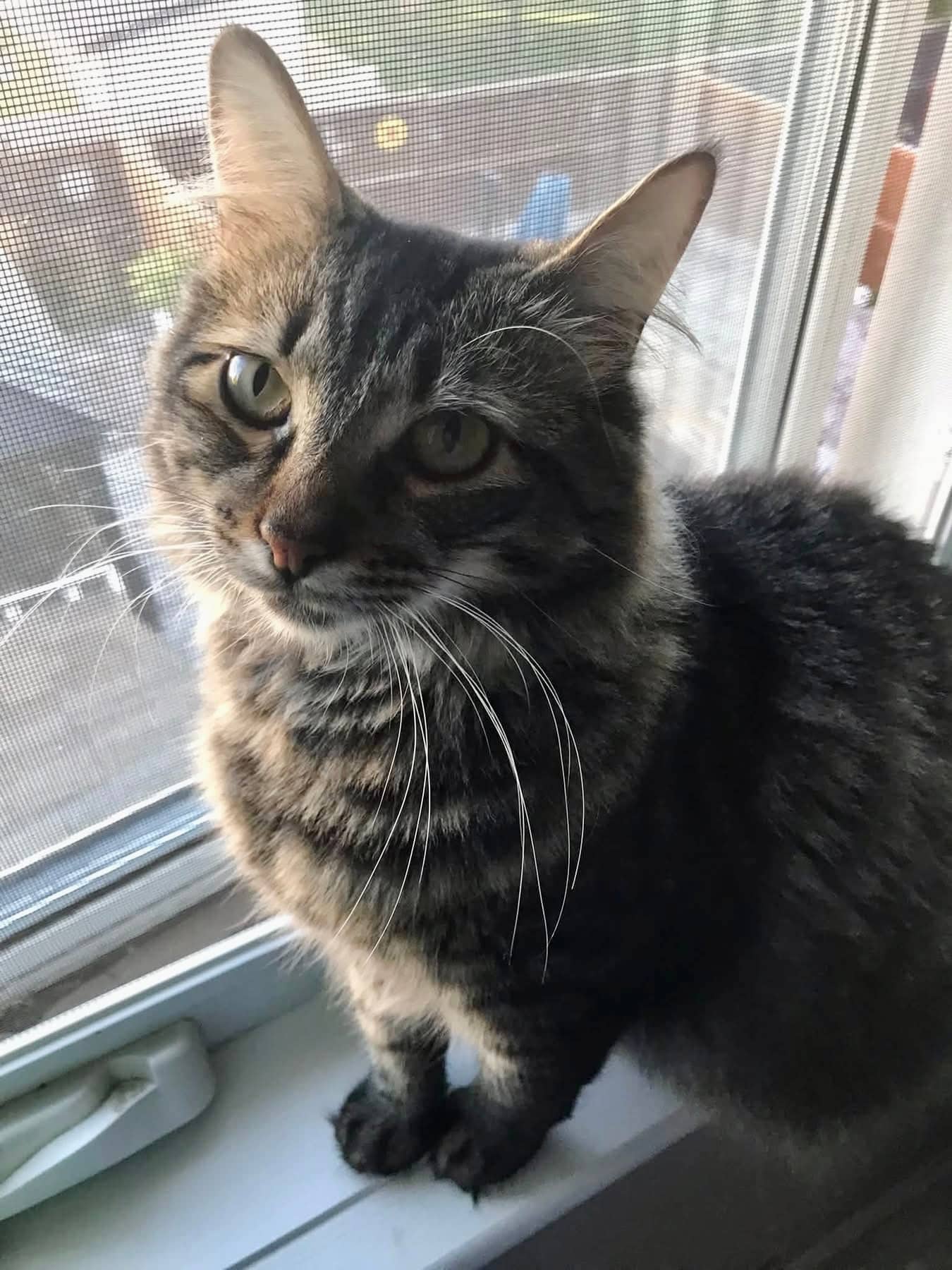 Splash - Domestic Shorthair cat available for adoption at Biscuits and Purrs Cat Rescue in Ottawa