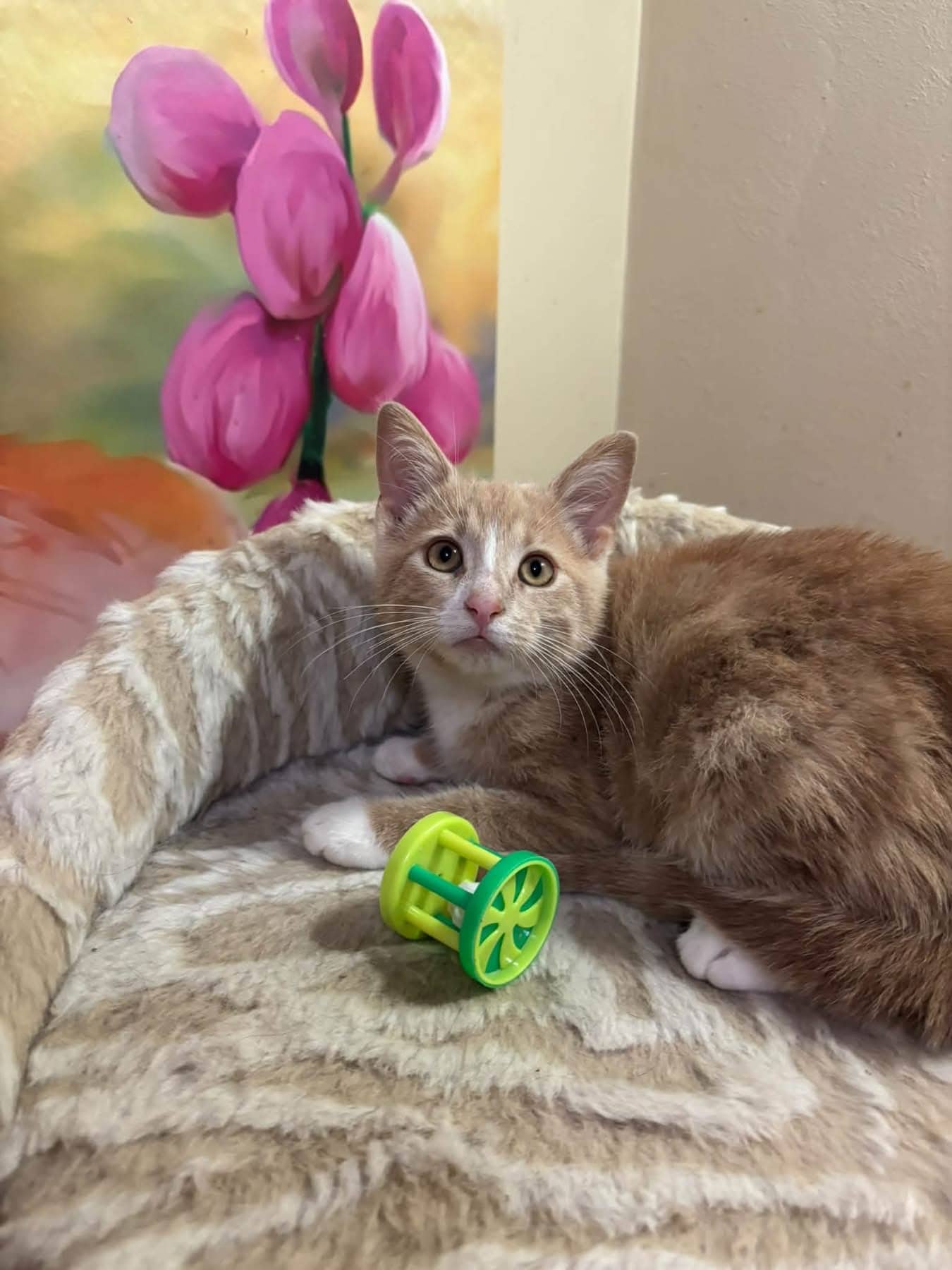 Fergie - Domestic Shorthair cat available for adoption at Biscuits and Purrs Cat Rescue in Ottawa