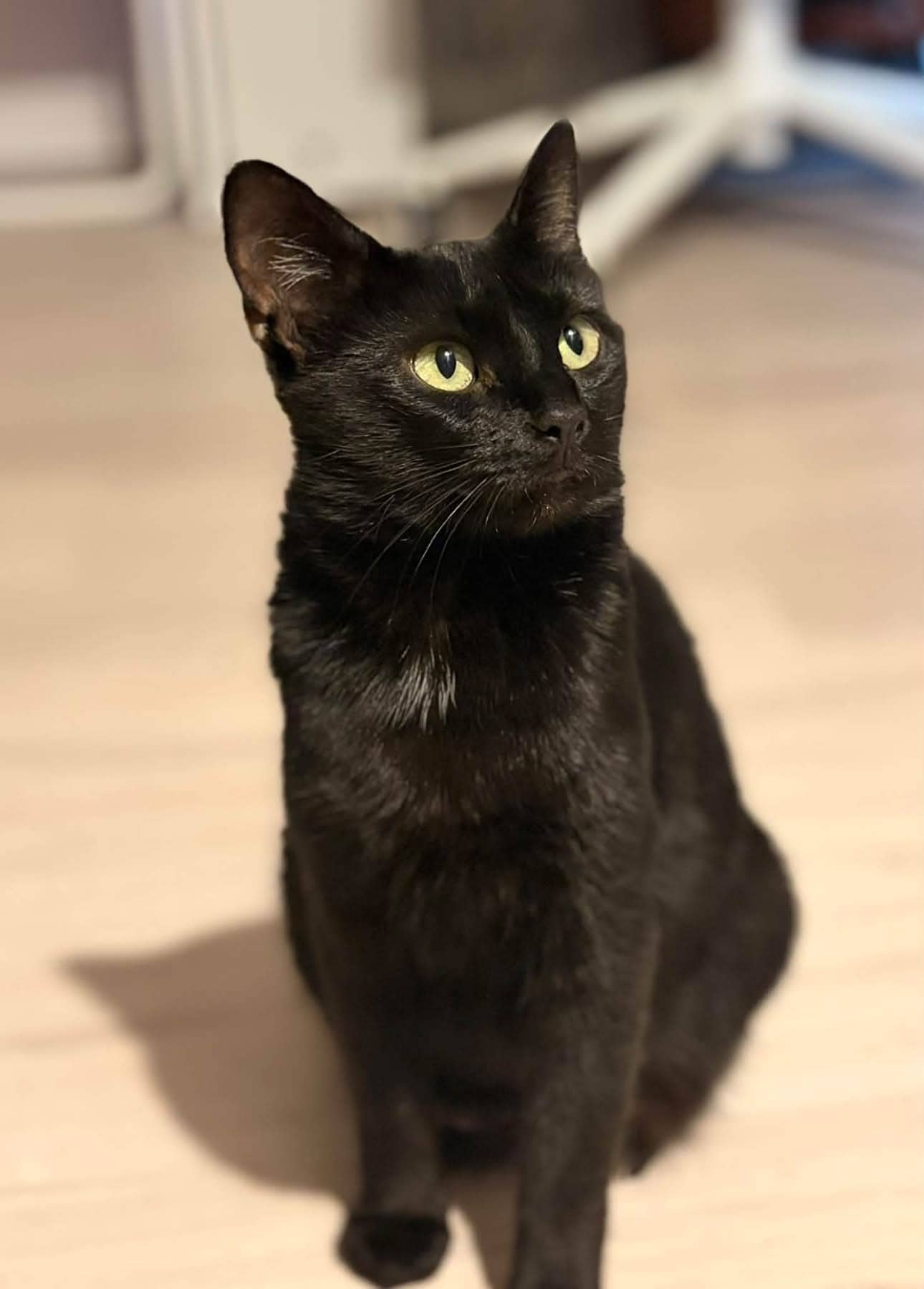 Cleopatra - Domestic Shorthair available for adoption