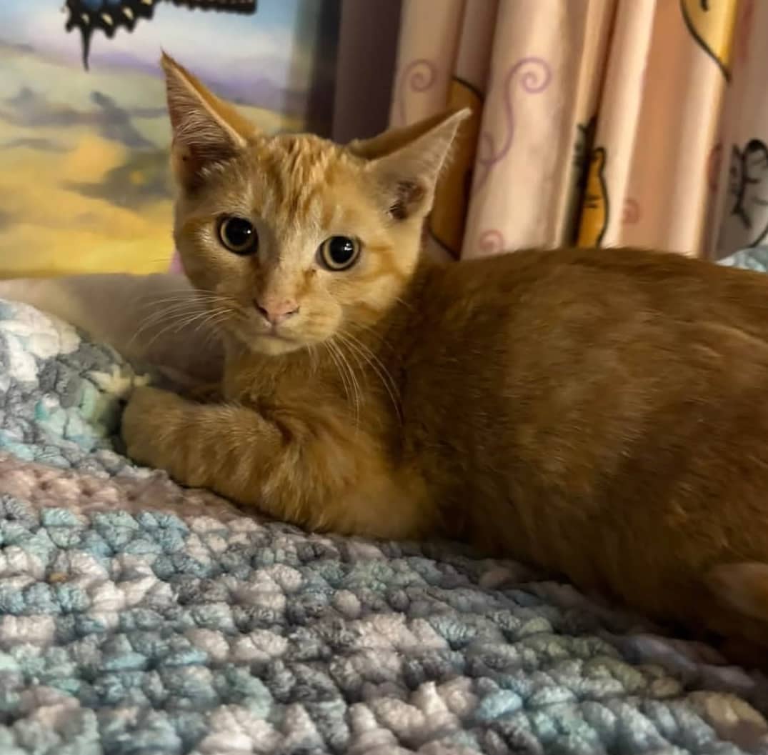 Noodles - Domestic Shorthair cat available for adoption at Biscuits and Purrs Cat Rescue in Ottawa