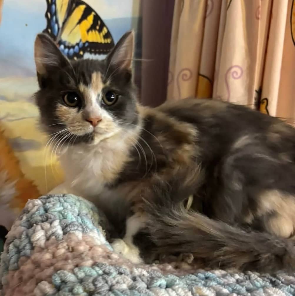 Jazzie - Domestic Shorthair cat available for adoption at Biscuits and Purrs Cat Rescue in Ottawa