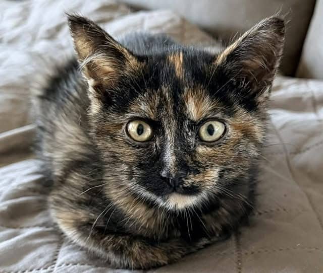 Calypso - Domestic Shorthair cat available for adoption at Biscuits and Purrs Cat Rescue in Ottawa