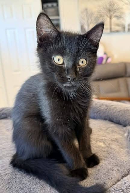 Nugget - Domestic Shorthair cat available for adoption at Biscuits and Purrs Cat Rescue in Ottawa