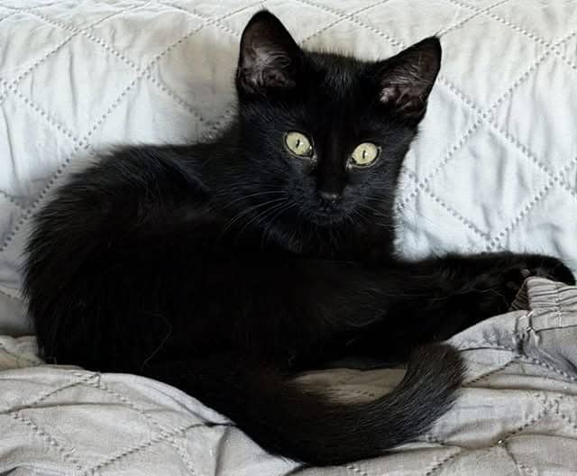 Pepper - Domestic Shorthair cat available for adoption at Biscuits and Purrs Cat Rescue in Ottawa