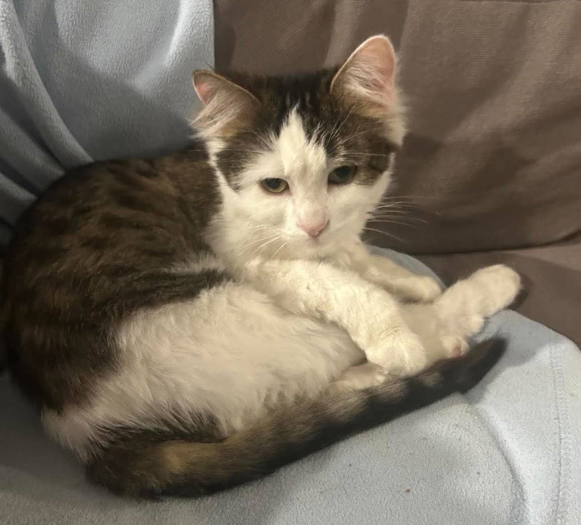 Magnolia - Domestic Shorthair cat available for adoption at Biscuits and Purrs Cat Rescue in Ottawa
