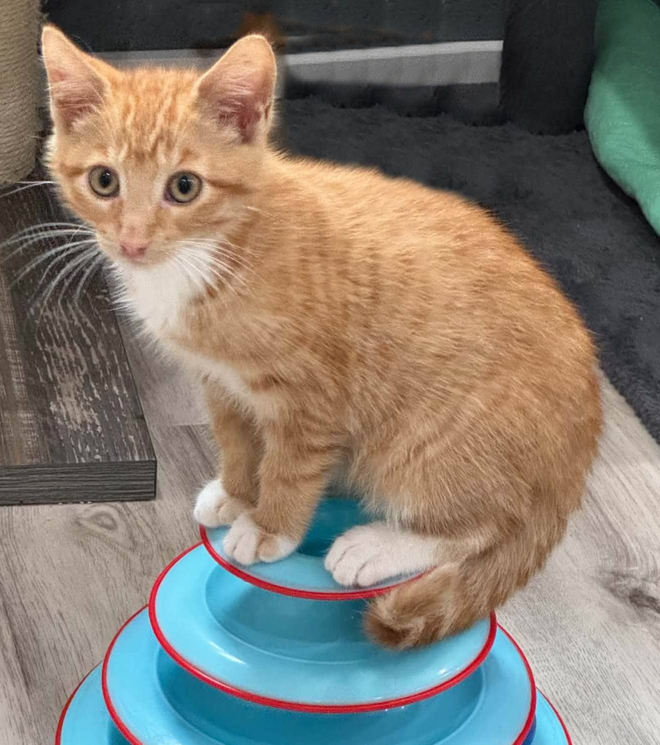 Rigal - Domestic Shorthair cat available for adoption at Biscuits and Purrs Cat Rescue in Ottawa