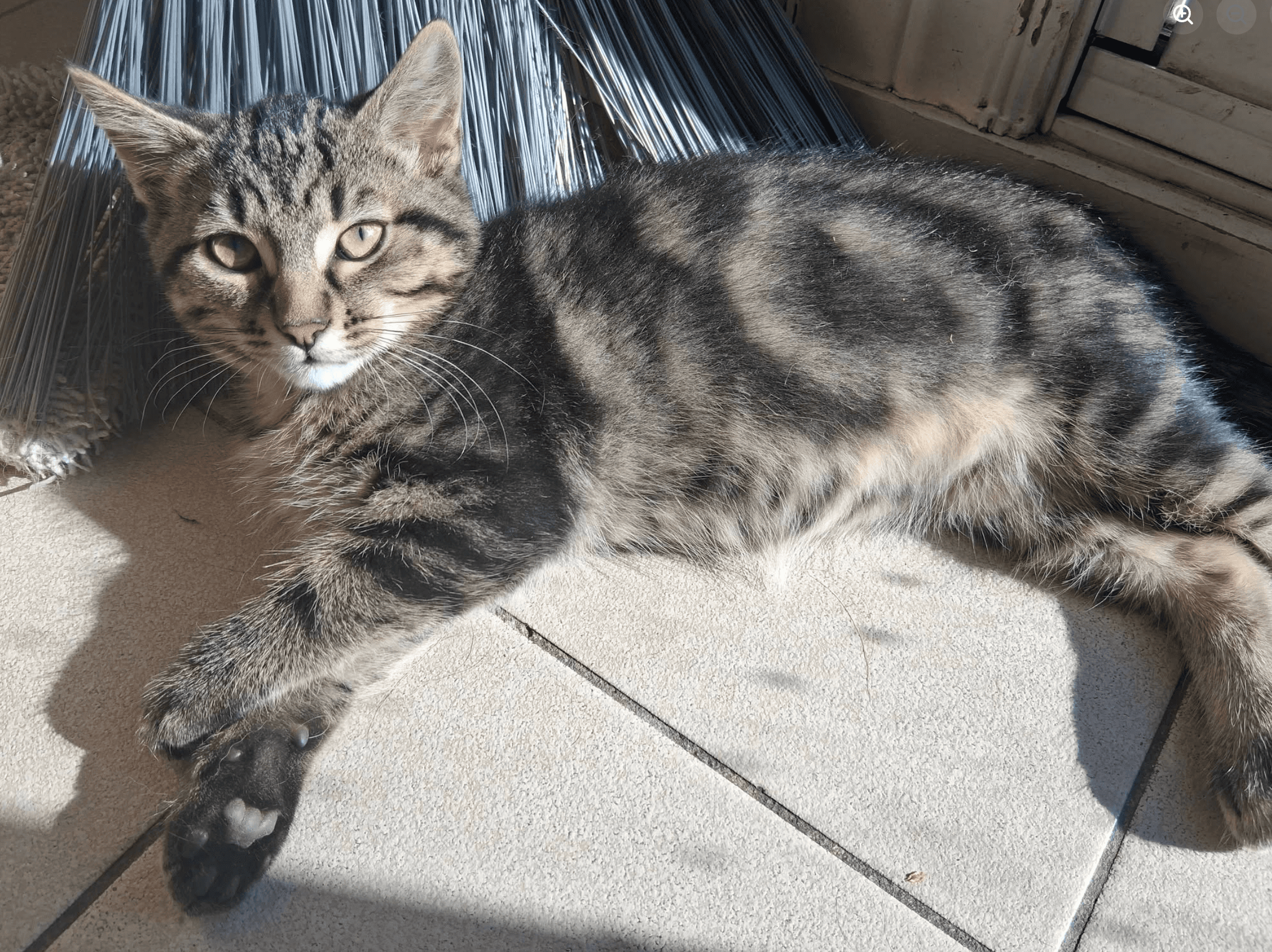 Bam Bam - Domestic Shorthair cat available for adoption at Biscuits and Purrs Cat Rescue in Ottawa
