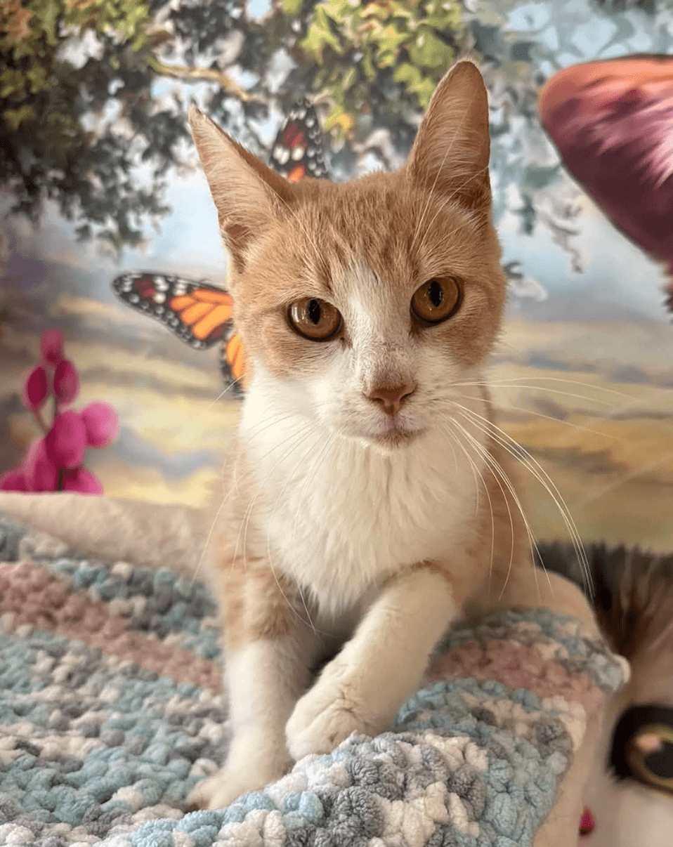 Maggie - Domestic Shorthair available for adoption