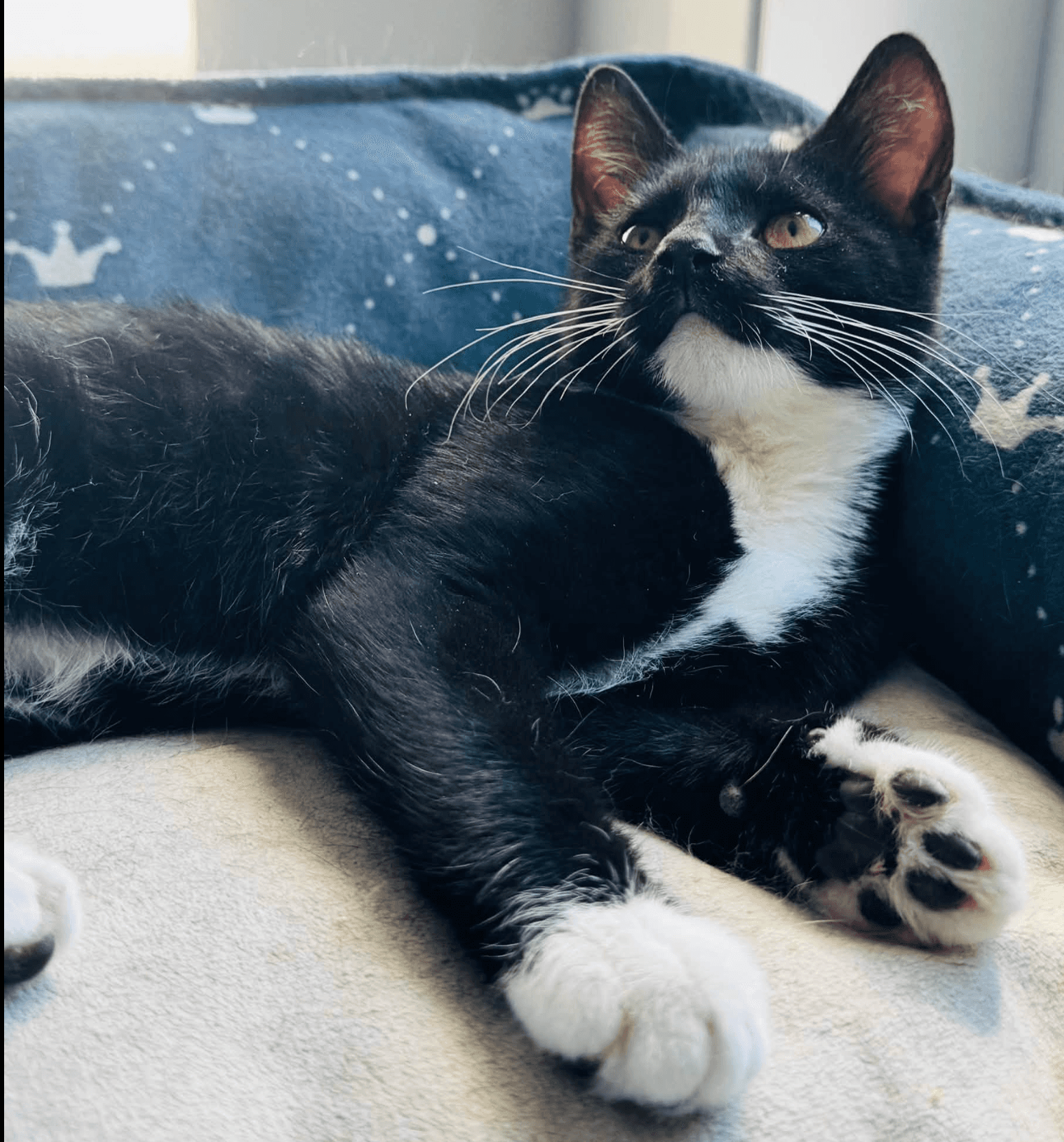 Gumball - Domestic Shorthair cat available for adoption at Biscuits and Purrs Cat Rescue in Ottawa
