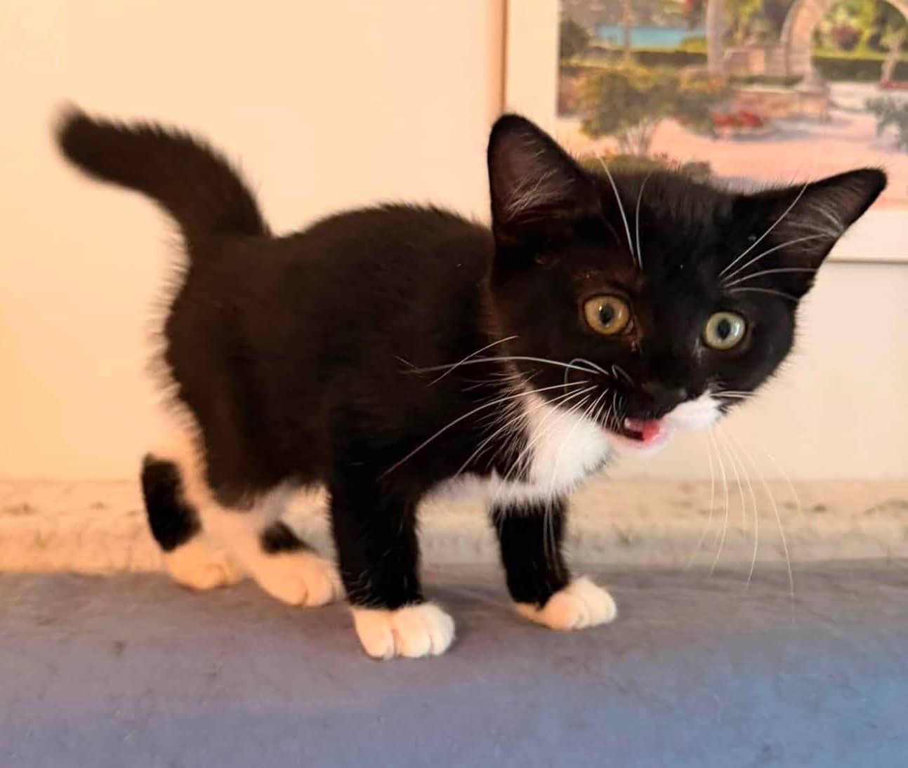 Skye - Domestic Shorthair cat available for adoption at Biscuits and Purrs Cat Rescue in Ottawa
