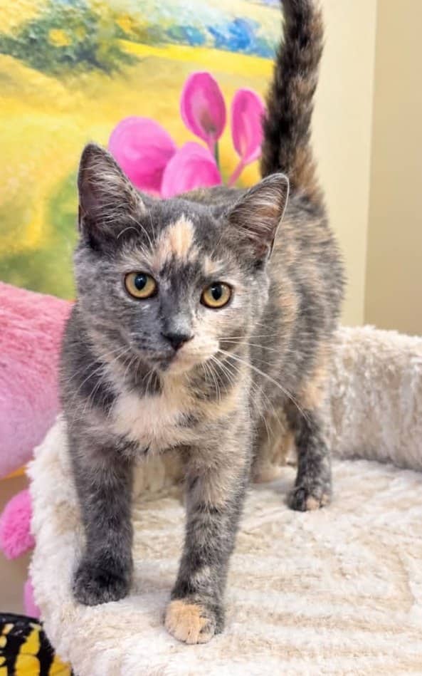 Tiramisu - Domestic Shorthair cat available for adoption at Biscuits and Purrs Cat Rescue in Ottawa