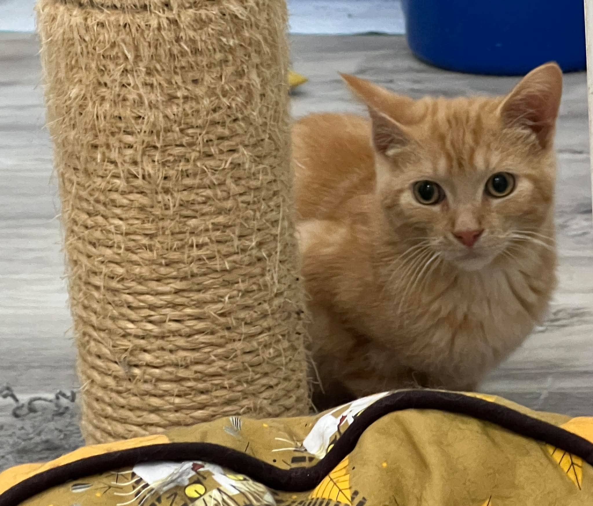 Rusty - Domestic Shorthair cat available for adoption at Biscuits and Purrs Cat Rescue in Ottawa