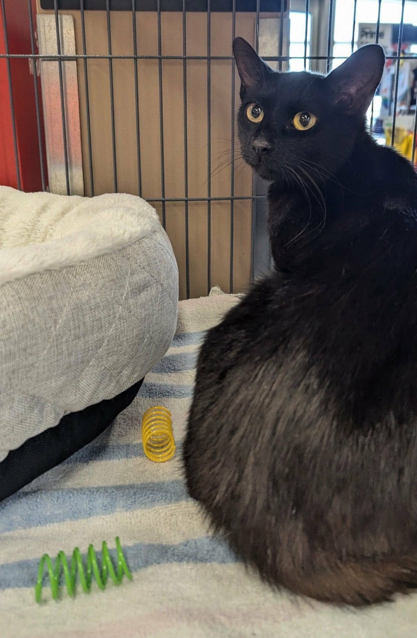 Dixie - Domestic Shorthair cat available for adoption at Biscuits and Purrs Cat Rescue in Ottawa