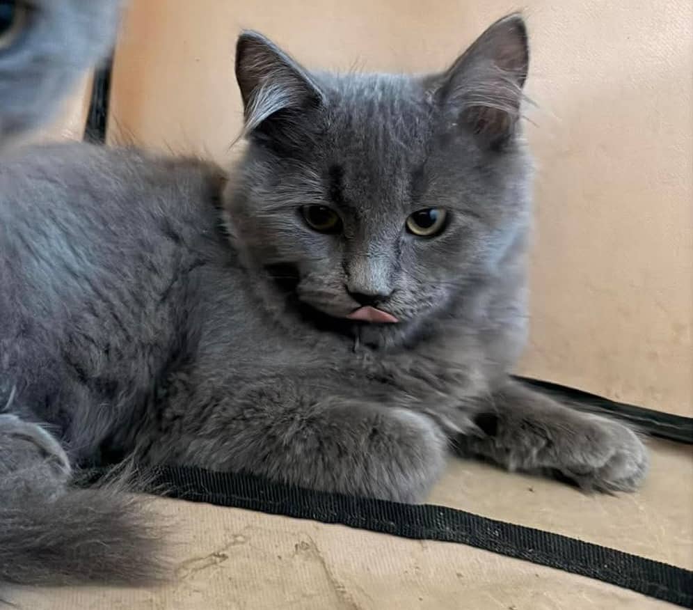 Potato - Domestic Shorthair available for adoption