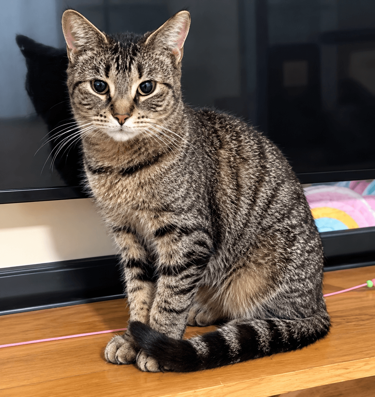 Stitch - Domestic Shorthair cat available for adoption at Biscuits and Purrs Cat Rescue in Ottawa