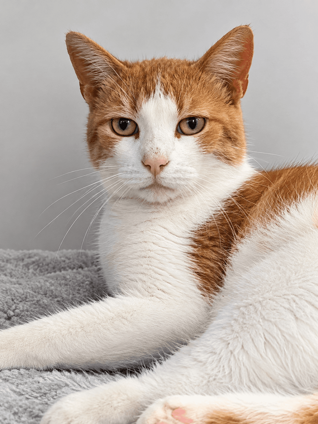 Rupert - Domestic Shorthair cat available for adoption in Ontario