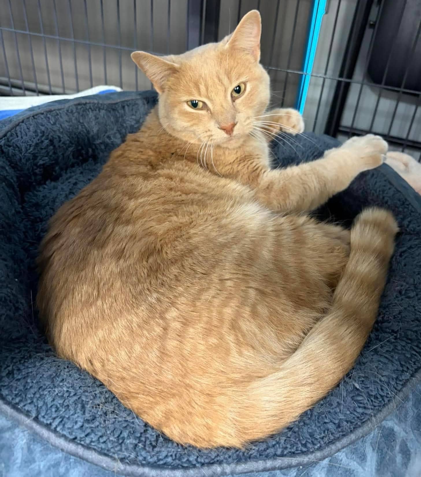 Gallagher - Domestic Shorthair available for adoption