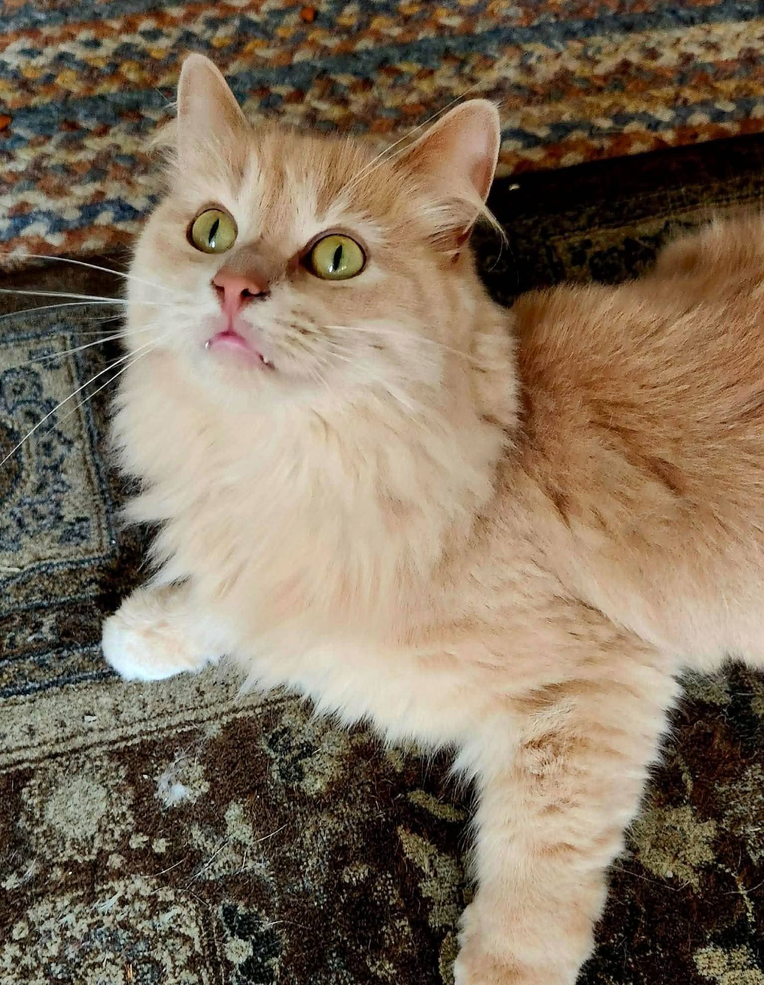 Bailey - Domestic Shorthair cat available for adoption at Biscuits and Purrs Cat Rescue in Ottawa