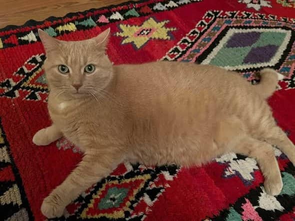 Churu - Domestic Shorthair cat available for adoption at Biscuits and Purrs Cat Rescue in Ottawa