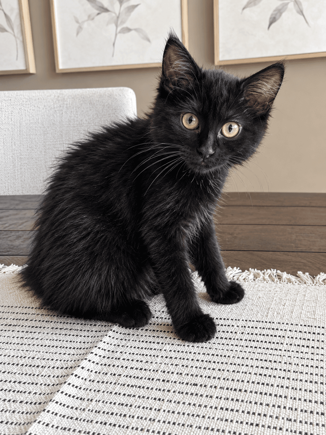 Fruit Loops - Domestic Shorthair cat available for adoption at Biscuits and Purrs Cat Rescue in Ottawa