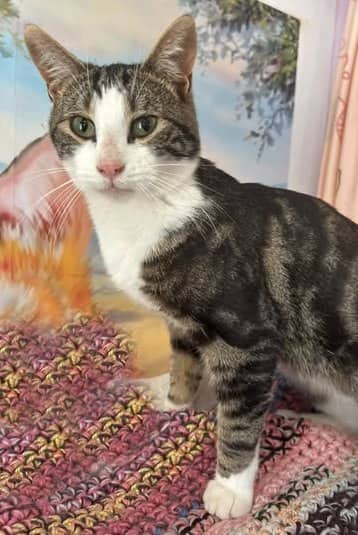 Gadget - Domestic Shorthair cat available for adoption at Biscuits and Purrs Cat Rescue in Ottawa