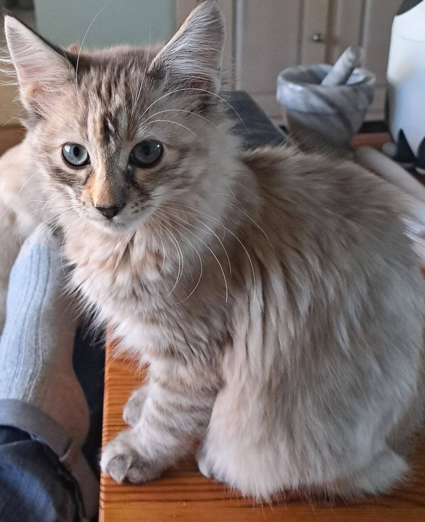 Gingersnap - Domestic Shorthair available for adoption