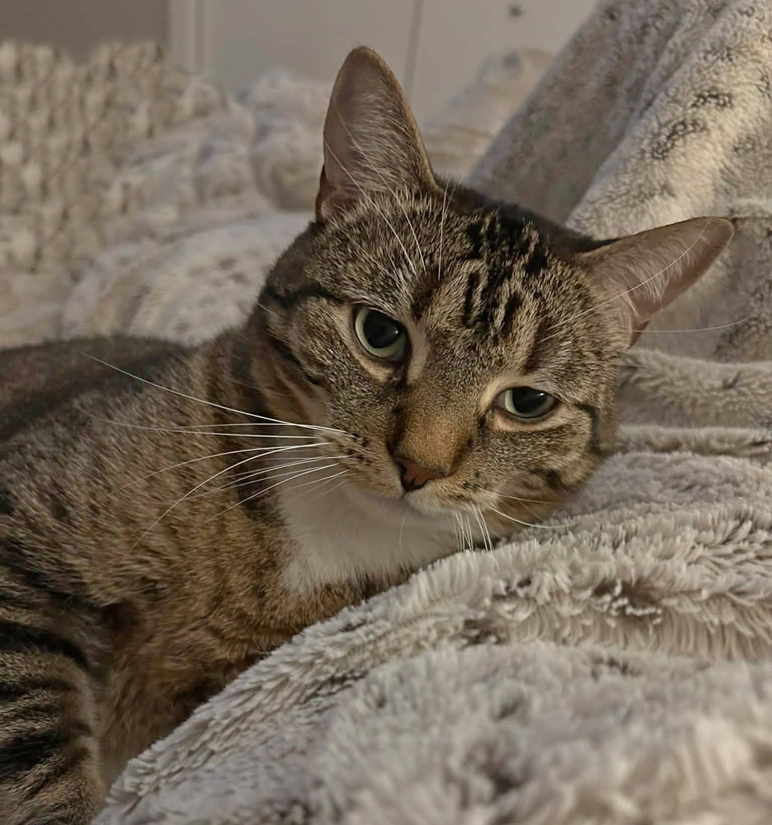 Henry - Domestic Shorthair cat available for adoption at Biscuits and Purrs Cat Rescue in Ottawa