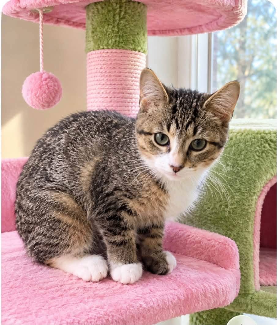 Buttons - Domestic Shorthair available for adoption