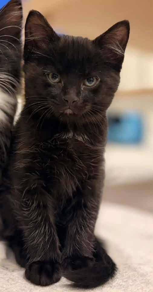 Salem - Domestic Shorthair cat available for adoption at Biscuits and Purrs Cat Rescue in Ottawa