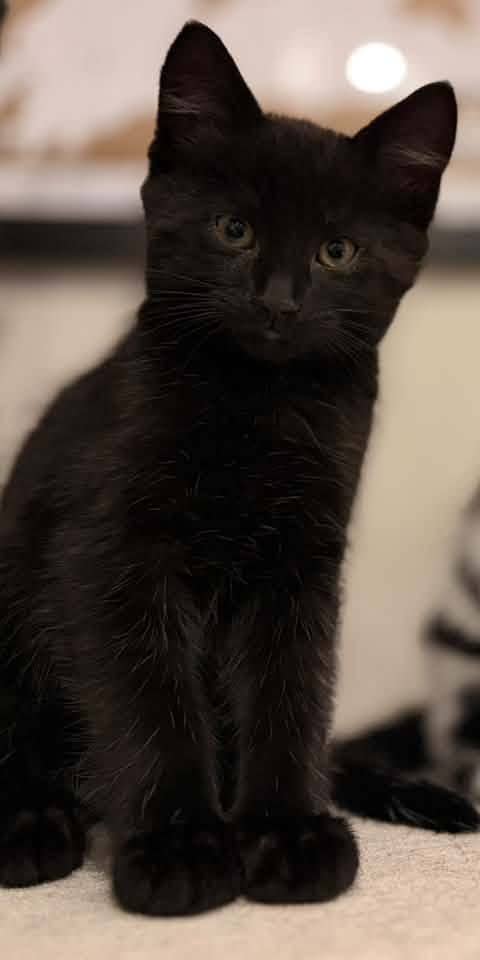 Merlin - Domestic Shorthair cat available for adoption at Biscuits and Purrs Cat Rescue in Ottawa