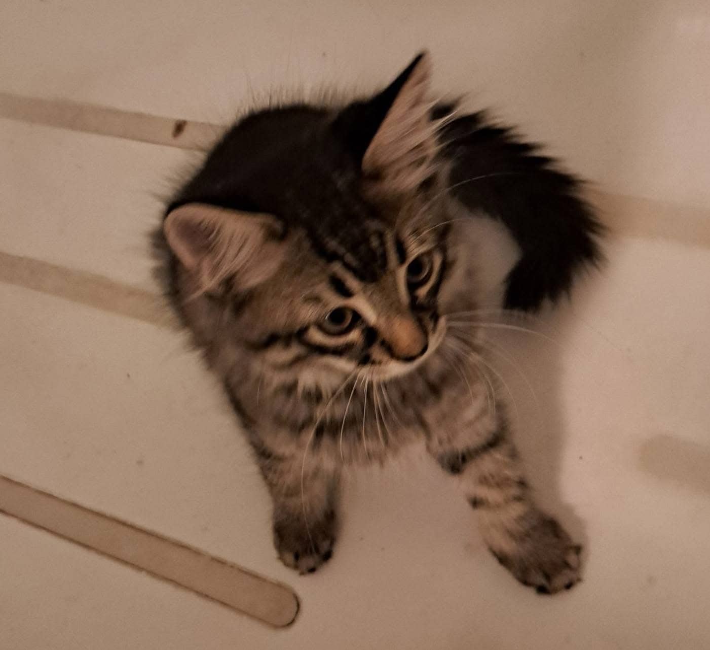 Chipit - Domestic Shorthair cat available for adoption at Biscuits and Purrs Cat Rescue in Ottawa