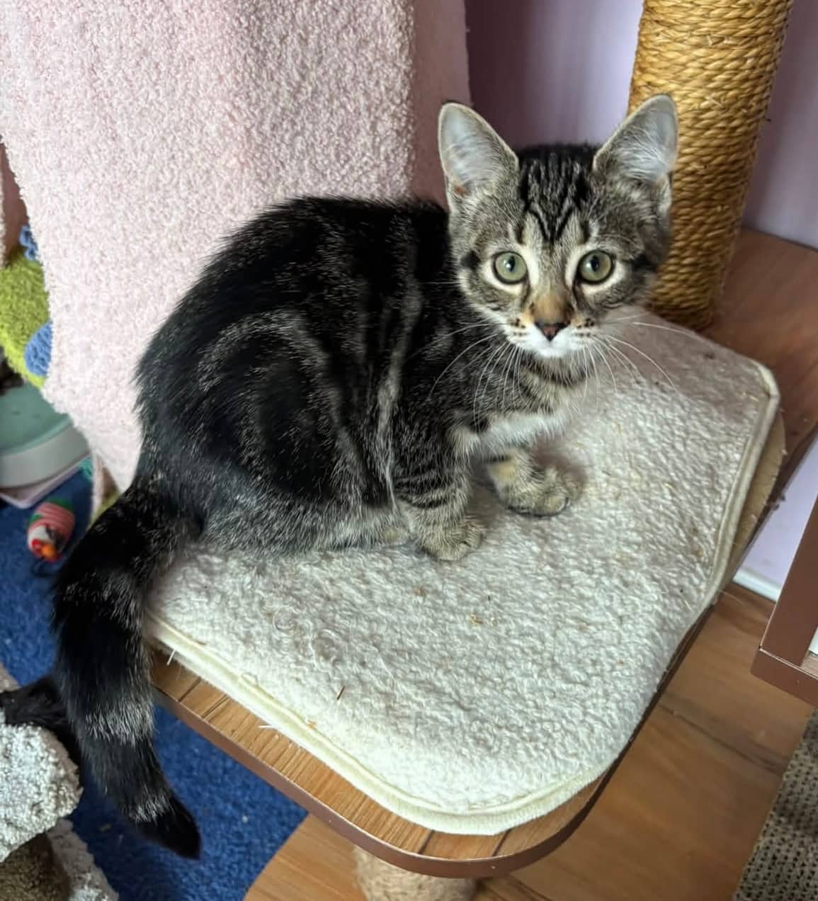 Barnet - Domestic Shorthair cat available for adoption at Biscuits and Purrs Cat Rescue in Ottawa