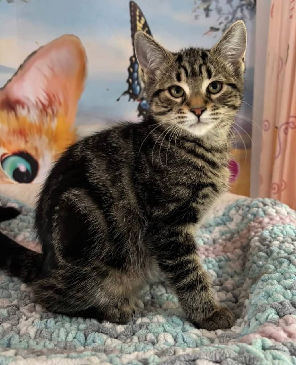 Betty - Domestic Shorthair cat available for adoption at Biscuits and Purrs Cat Rescue in Ottawa