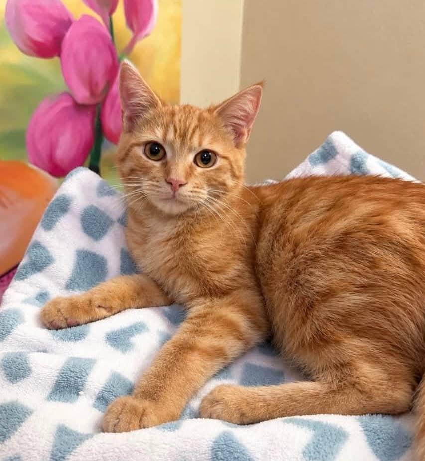 Percy - Domestic Shorthair cat available for adoption at Biscuits and Purrs Cat Rescue in Ottawa