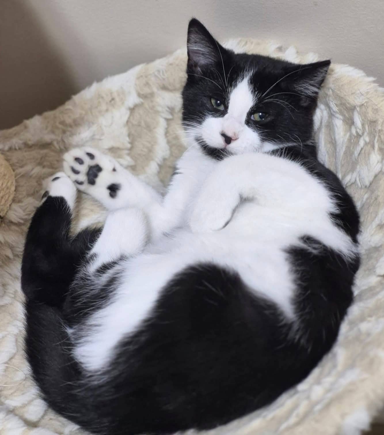 Voltron - Domestic Shorthair cat available for adoption at Biscuits and Purrs Cat Rescue in Ottawa