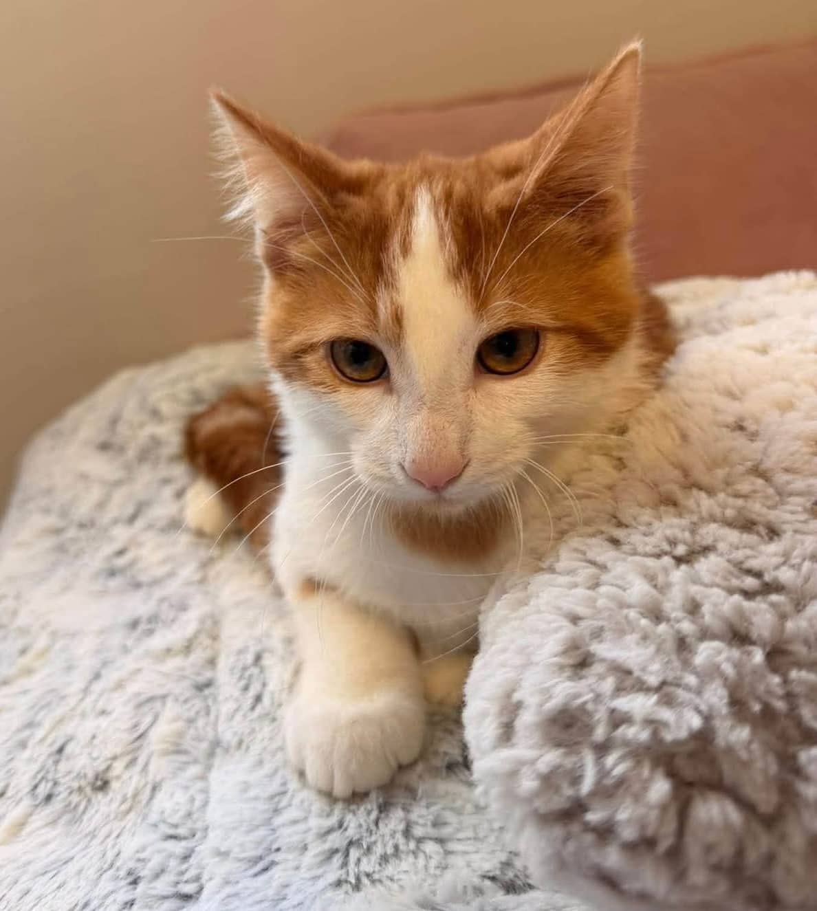 Plum - Domestic Shorthair cat available for adoption in Ontario