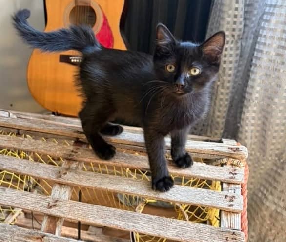 Burnaby - Domestic Shorthair cat available for adoption at Biscuits and Purrs Cat Rescue in Ottawa