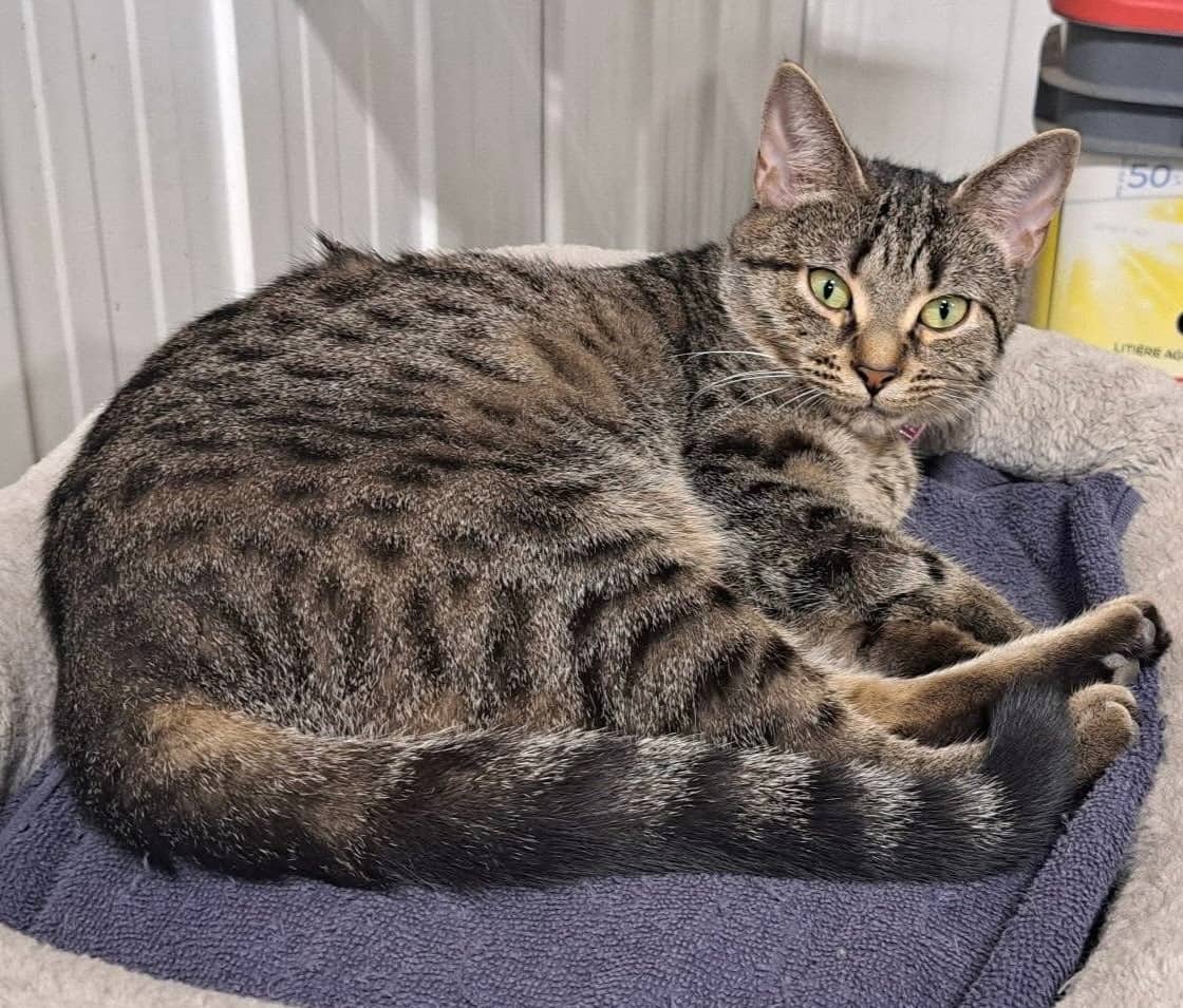 Maze - Domestic Shorthair cat available for adoption at Biscuits and Purrs Cat Rescue in Ottawa