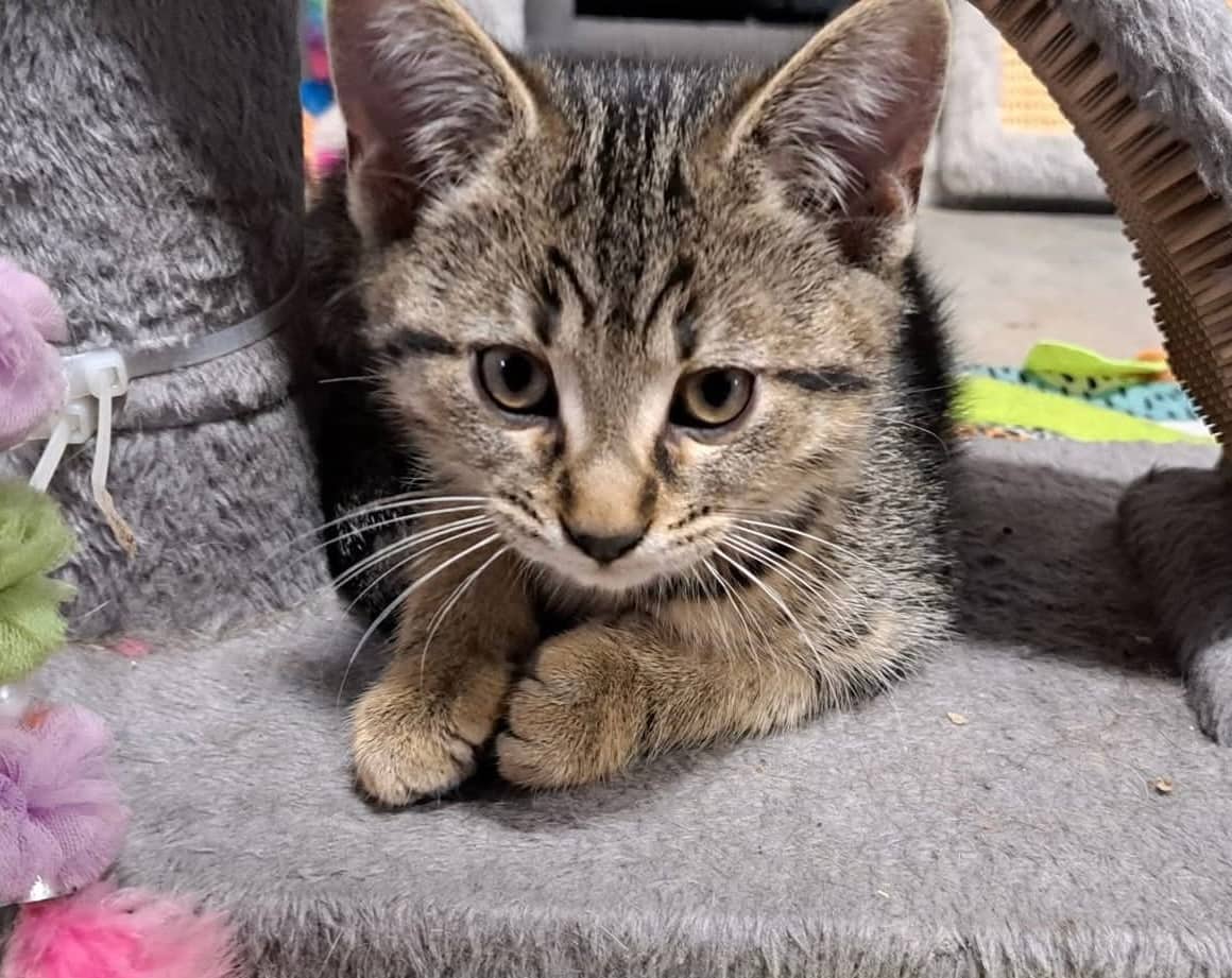 Leo - Domestic Shorthair cat available for adoption at Biscuits and Purrs Cat Rescue in Ottawa