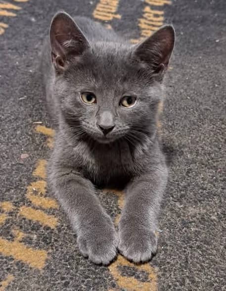 Ash - Domestic Shorthair cat available for adoption at Biscuits and Purrs Cat Rescue in Ottawa