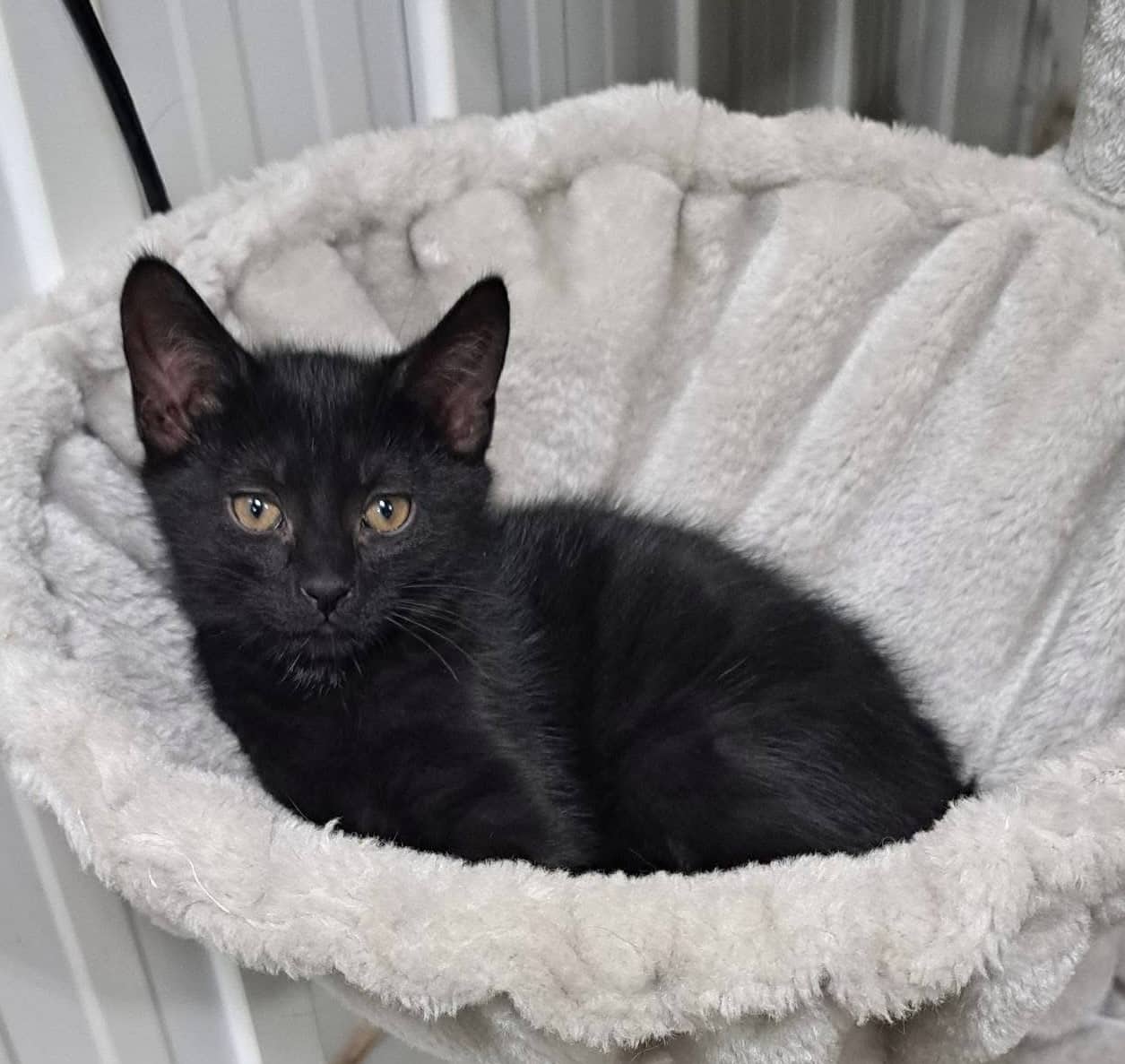 Jet - Domestic Shorthair cat available for adoption at Biscuits and Purrs Cat Rescue in Ottawa