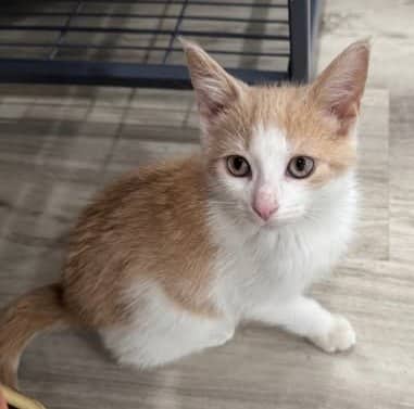 Sawyer - Domestic Shorthair cat available for adoption at Biscuits and Purrs Cat Rescue in Ottawa