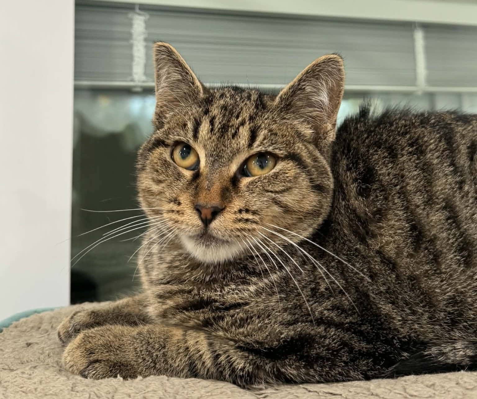 Shiloh - Domestic Shorthair cat available for adoption at Biscuits and Purrs Cat Rescue in Ottawa